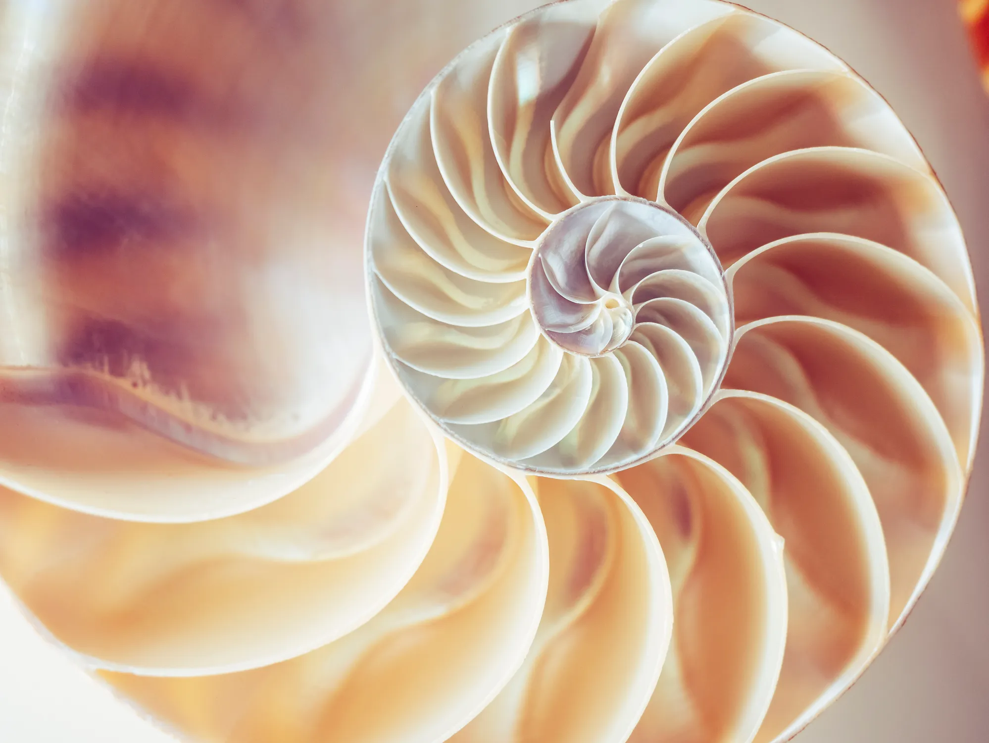 Espiral de un nautilus, la proporción que se repite en la naturaleza